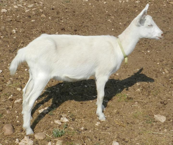 Rambar Ranch Mirage