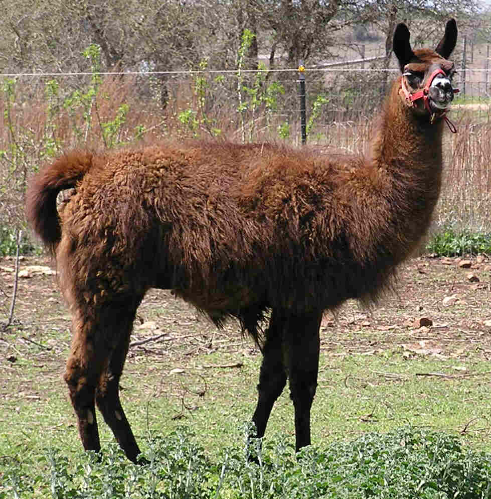 Hank (formerly Brownie)