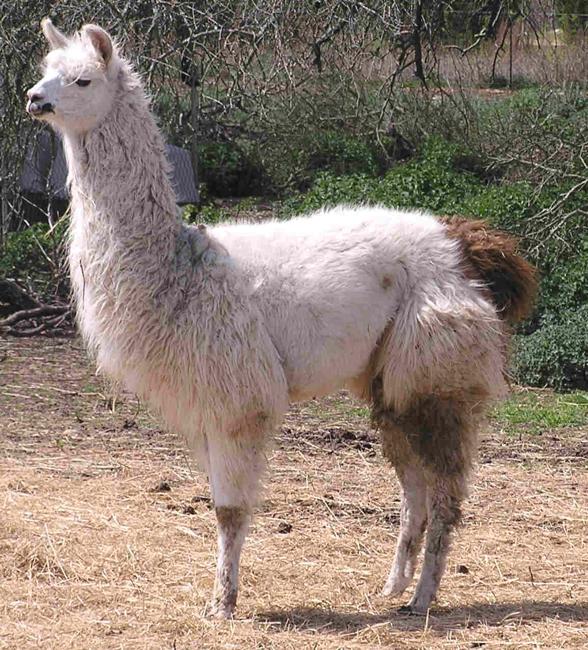 Miss Gentleness