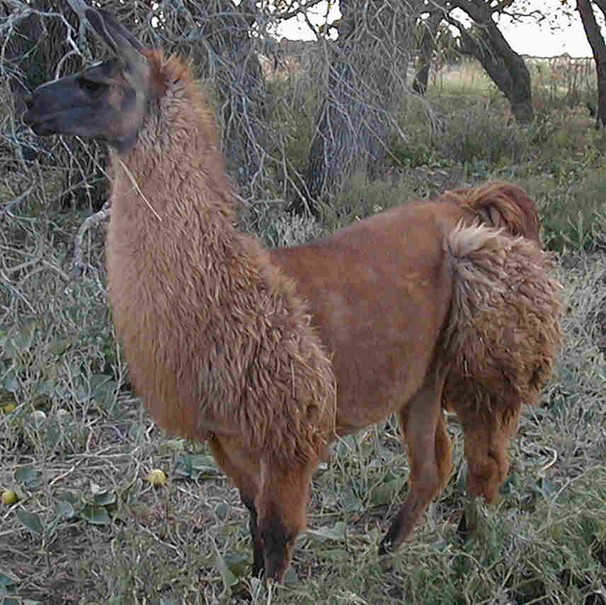 Rustic Reba