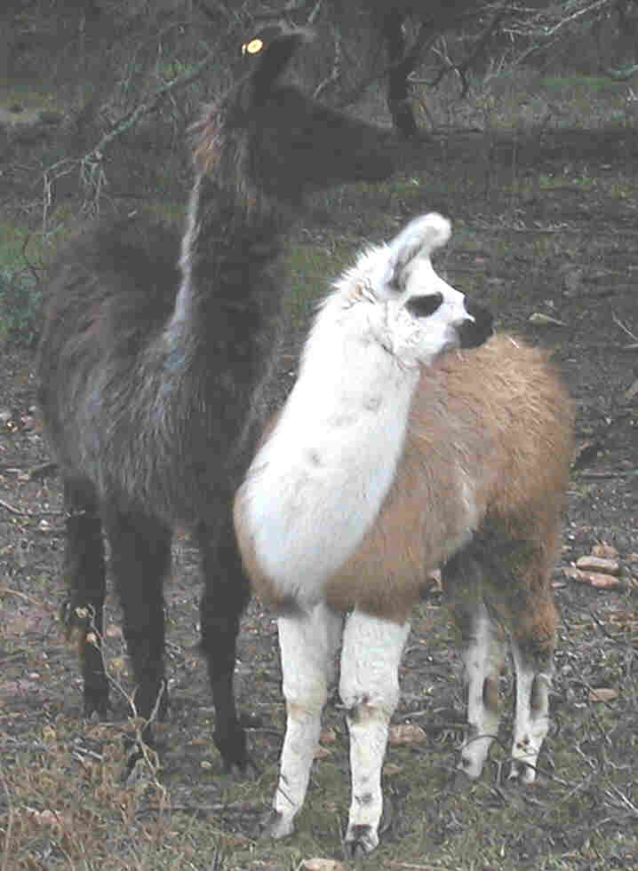 Trina & Starlett